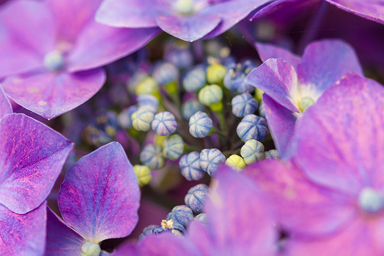 Purple and magenta flowers