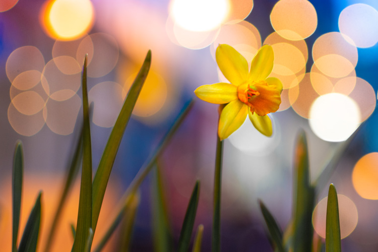 Daffodils and bokeh