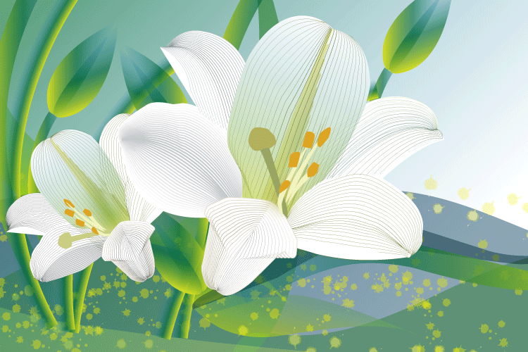 Lillies vector illustration