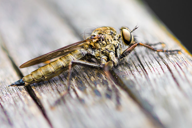 The Common Awl Robber fly