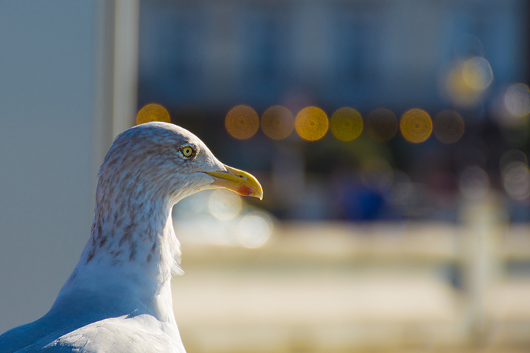 Margate seafront with a herring gull