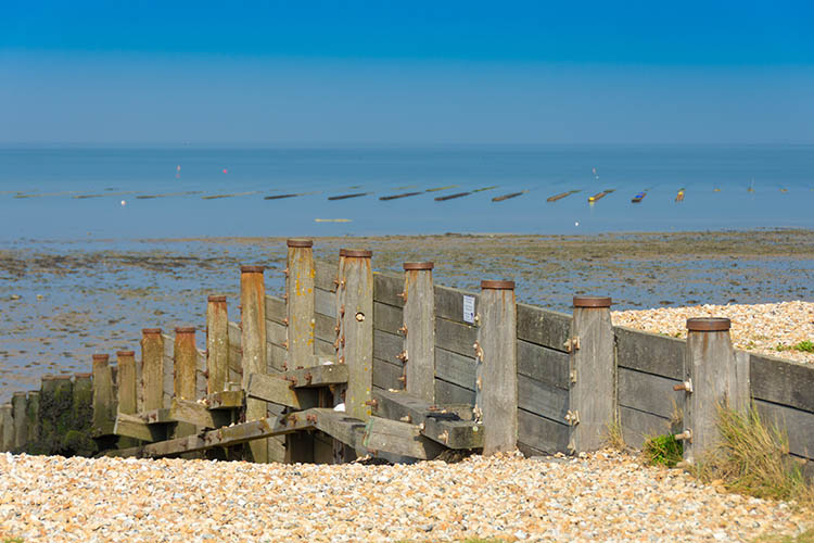 Oyster beds, beach and groynes