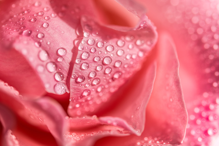 Closeup of a rose with water droplets