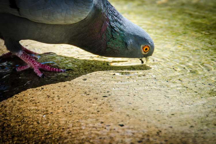 A beakless pigeon caused by the way light hits the water it is drinking from
