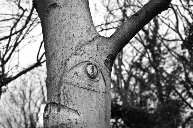 The tree has eyes
