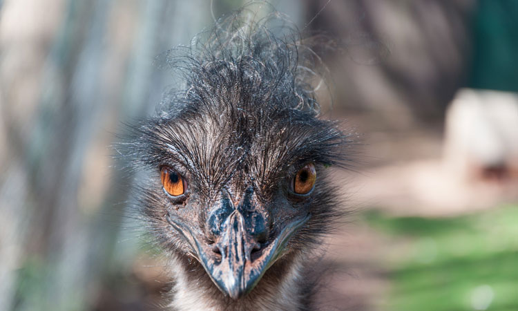 Emu looking right at the camera